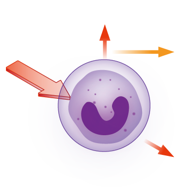 Fluorescent Nucleic Acid Staining